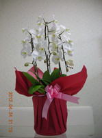 お祝いでいただいた花；白い胡蝶蘭